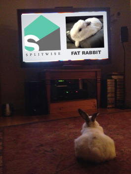 fat rabbit watching fat rabbit 1
